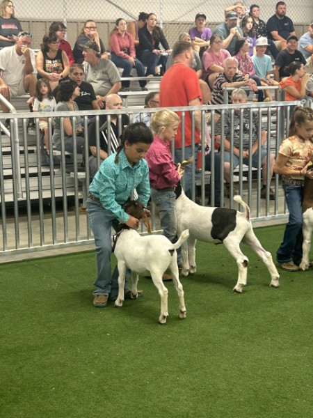 Livestock Show